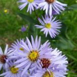 Fotografía flores lilas en jacamaki